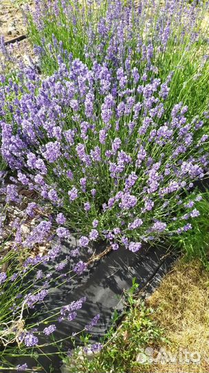 Саше и сухоцвет лаванды