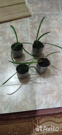 Гиппиаструм,Амариллис,Лилия детки