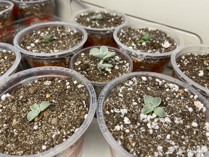 Суккуленты