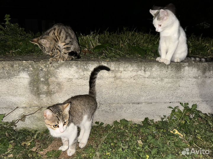 Кошка