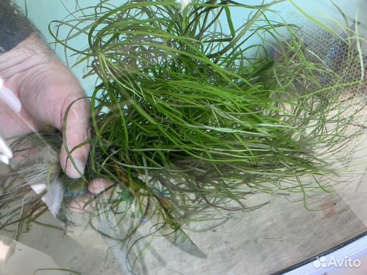 Аквариумное растение 3 пучка