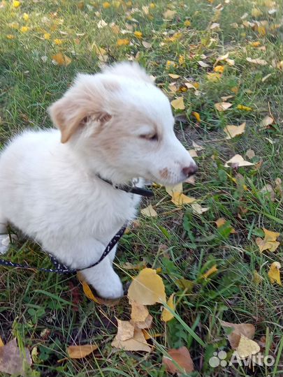 Щенок лайки