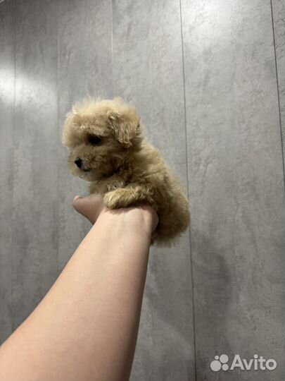 Мальтипу f1 mini