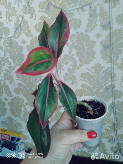 Аглаонемы Крит и Пинкат (Pincut)