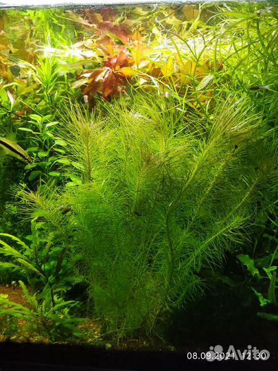 Аквариумные растения набор