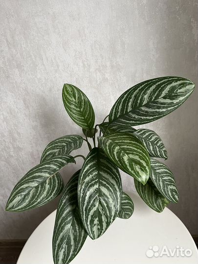 Аглаонема страйпс