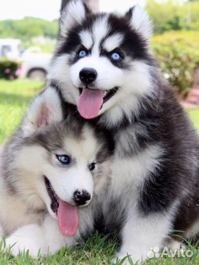 Безумной красоты хаски