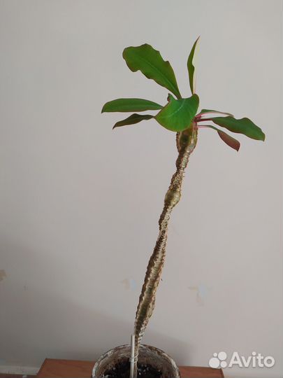 Молочай в добрые руки