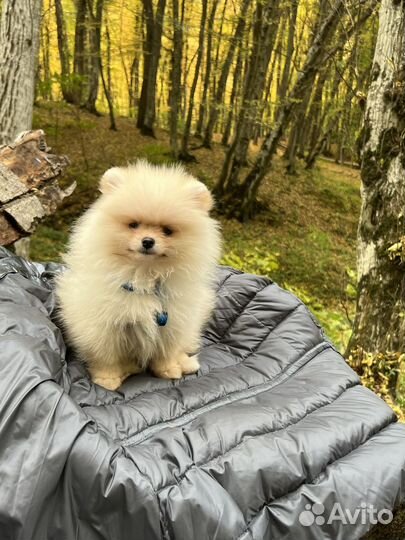 Померанский шпиц вязка кобель