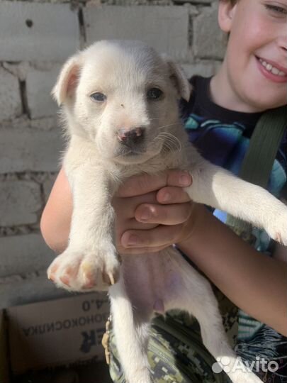 Собака в добрые руки