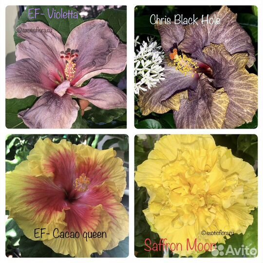 Шикарные гибискусы