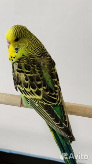 Выставочные волнистые попугаи чехи