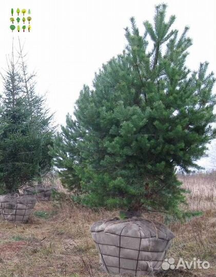 Крупномеры ели опт