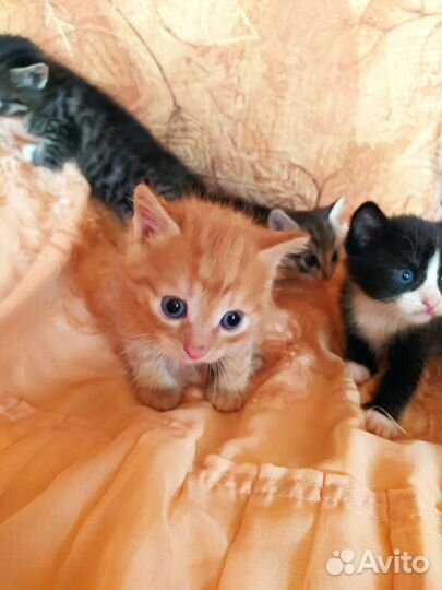 Котята в дар