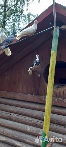 Голуби в хорошие руки