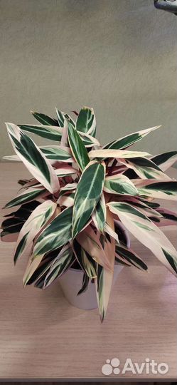 Строманта триколор отростки и другие цветы