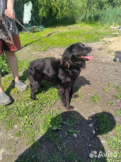 Собака в добрые руки отдам бесплатно