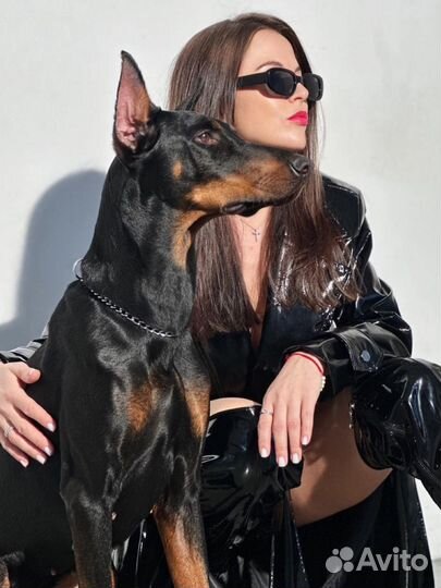 Доберман для фотосессий