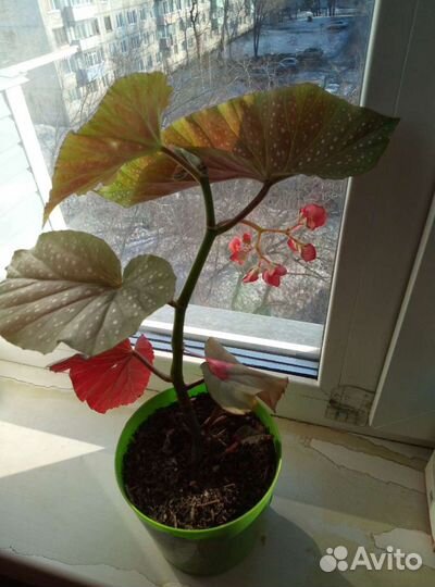 Бегония цветет