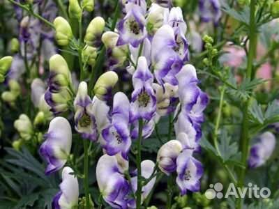 Многолетние цветы