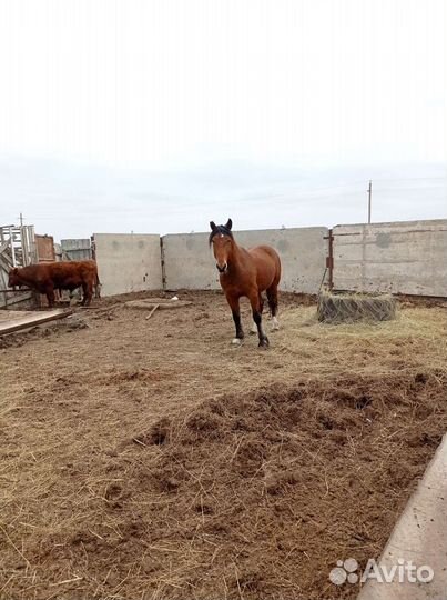 Жеребец полутяж