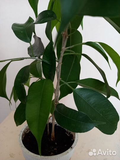 Фикус бенджамина