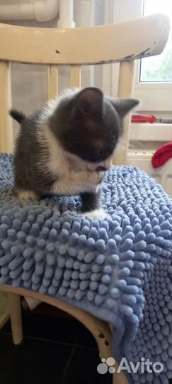 Котенок мальчик 2 месяца