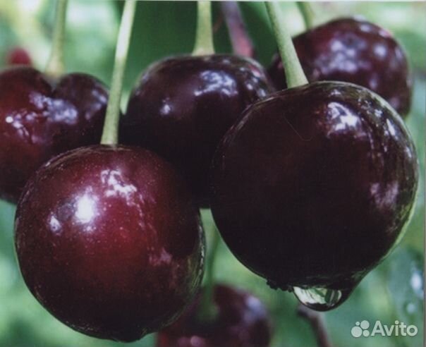 Вишня саженцы 2-х летки с доставкой