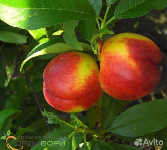 Саженцы Колоновидного Нектарина Роман