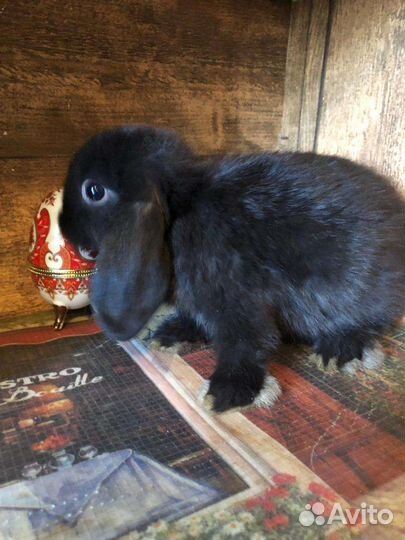 Карликовые вислоухие крольчата