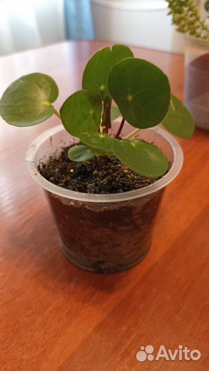 Пилея пеперомиевидная, Крассула перфората