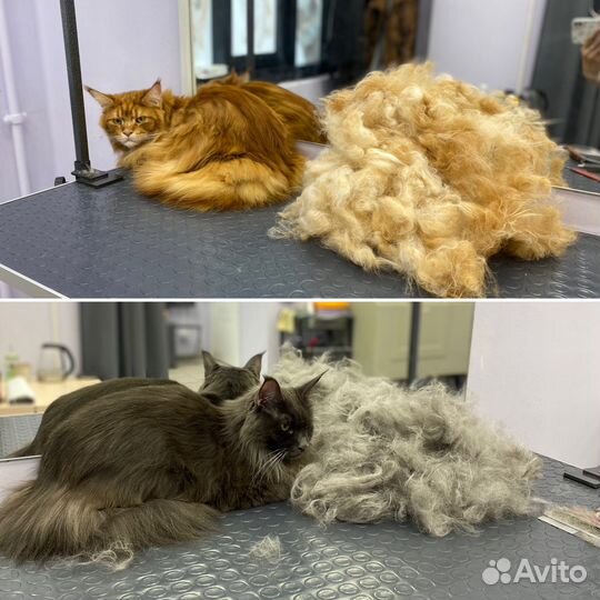 Груминг грумер стрижка собак