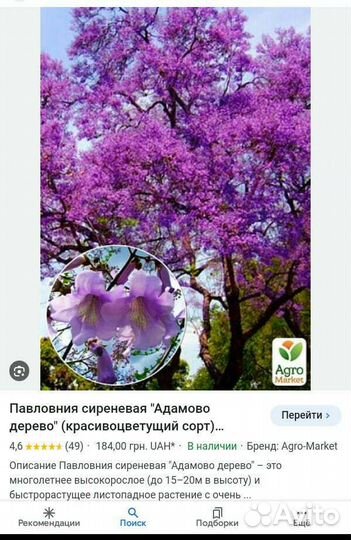 Саженцы Павловнии (Адамово дерево)