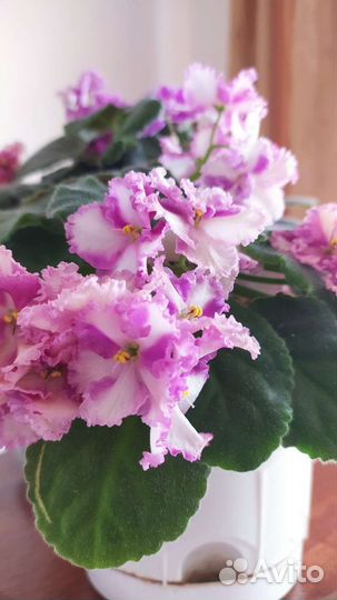 Фиалки Династия Мин