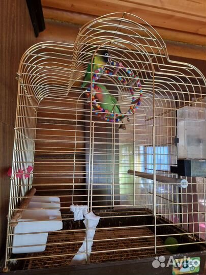 Попугай неразлучники с клеткой