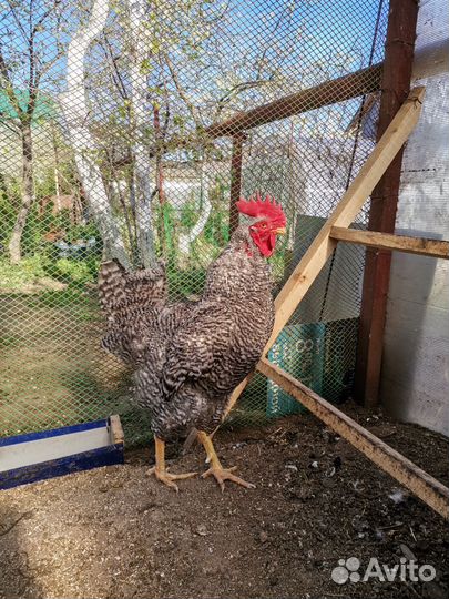 Петух, порода Амрокс