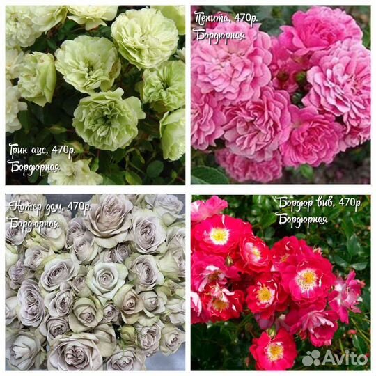 Розы для вашего сада