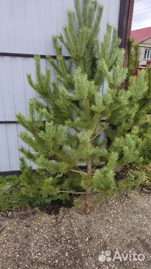 Ель и сосна живая