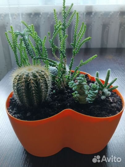 Кактусы и суккуленты