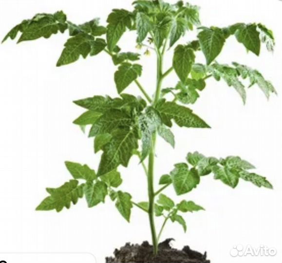 Рассада помидор продажа