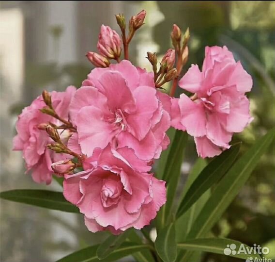 Олеандр махровый