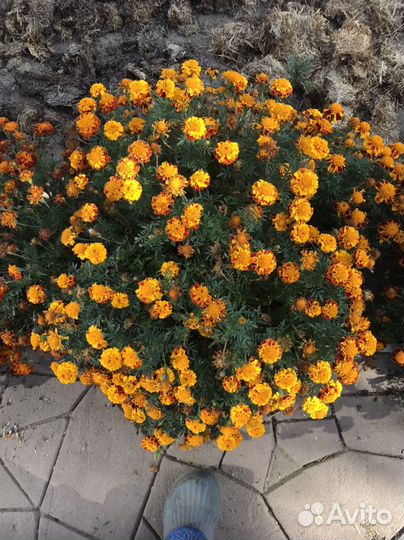 Лепестки бакхатцев