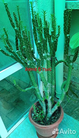 Комнатные цветы