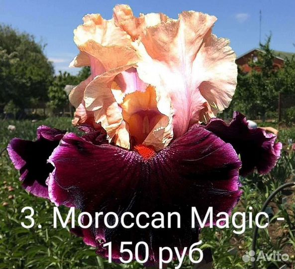 Ирисы бородатые сортовые