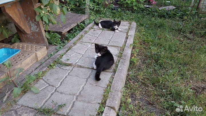 Котята дачные в добрые руки самовывоз из Купавны