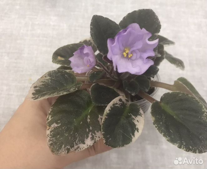 Миниатюрные фиалки - лист(срез) и детки