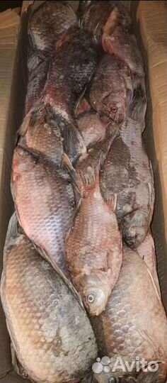 Рыба речная свежемороженая