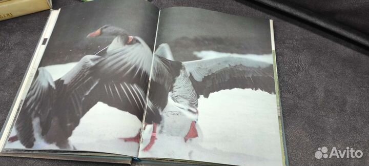 Книга год серого гуся