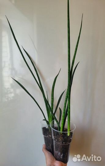 Сансевиерии