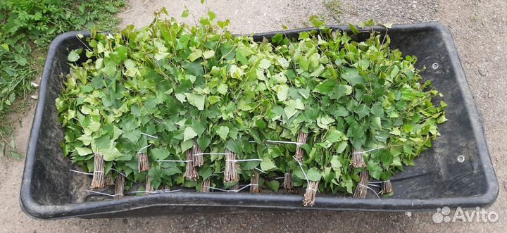 Веники для бани